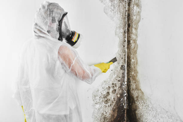 Best Toxic Mold Removal  in Coopertown, TN