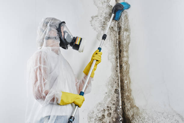 Best Fast Mold Removal  in Coopertown, TN