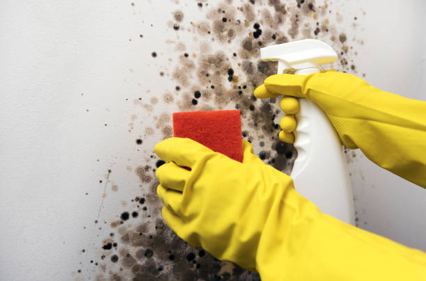 Best Mold Damage Repair  in Coopertown, TN