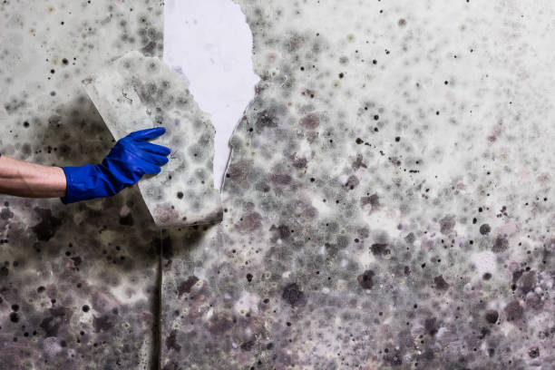 Best Mold Testing  in Coopertown, TN