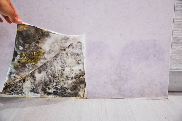 Home Mold Removal in Coopertown, TN
